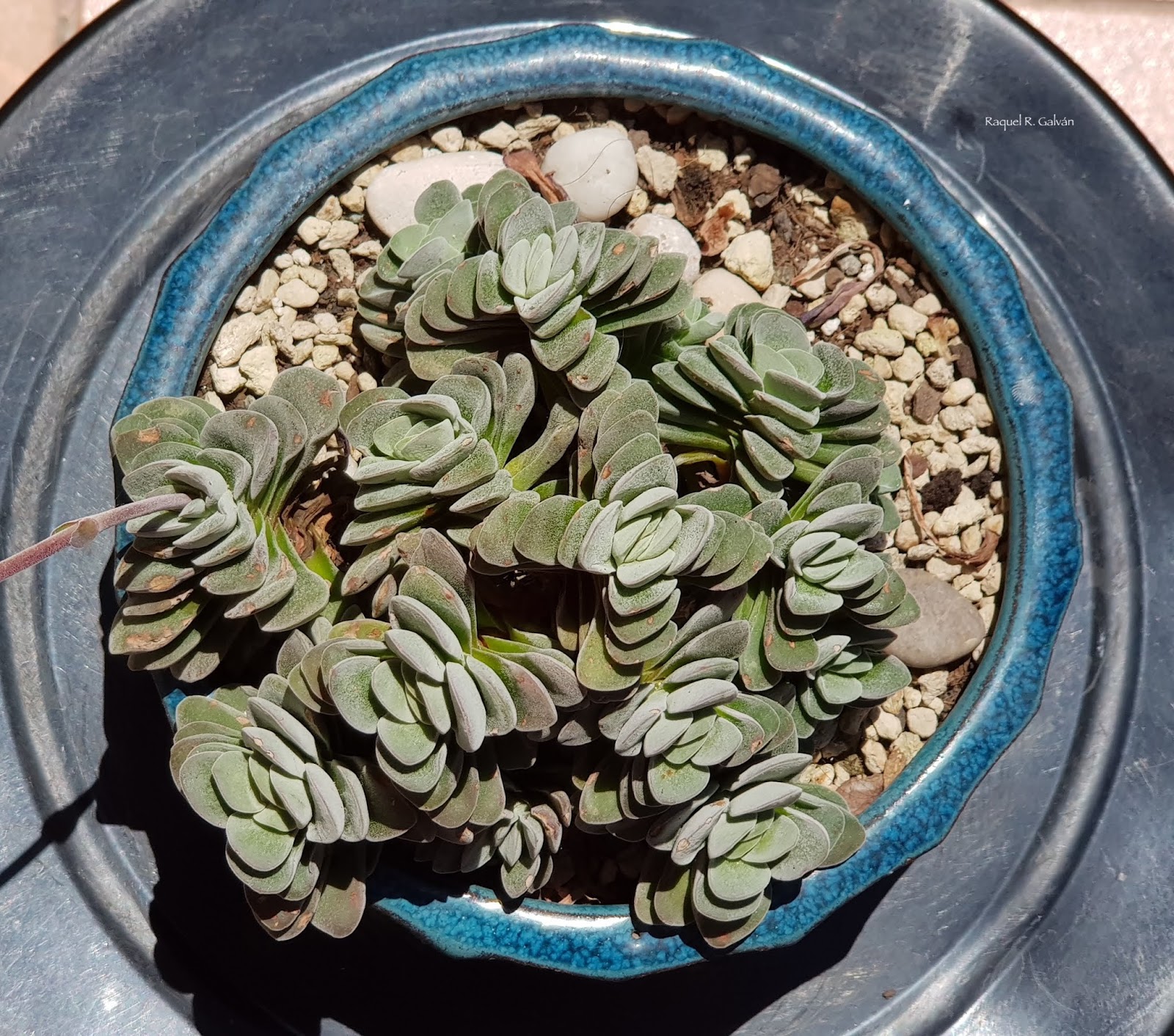 Crassula%2Bcoralita%2Bcenital.jpg
