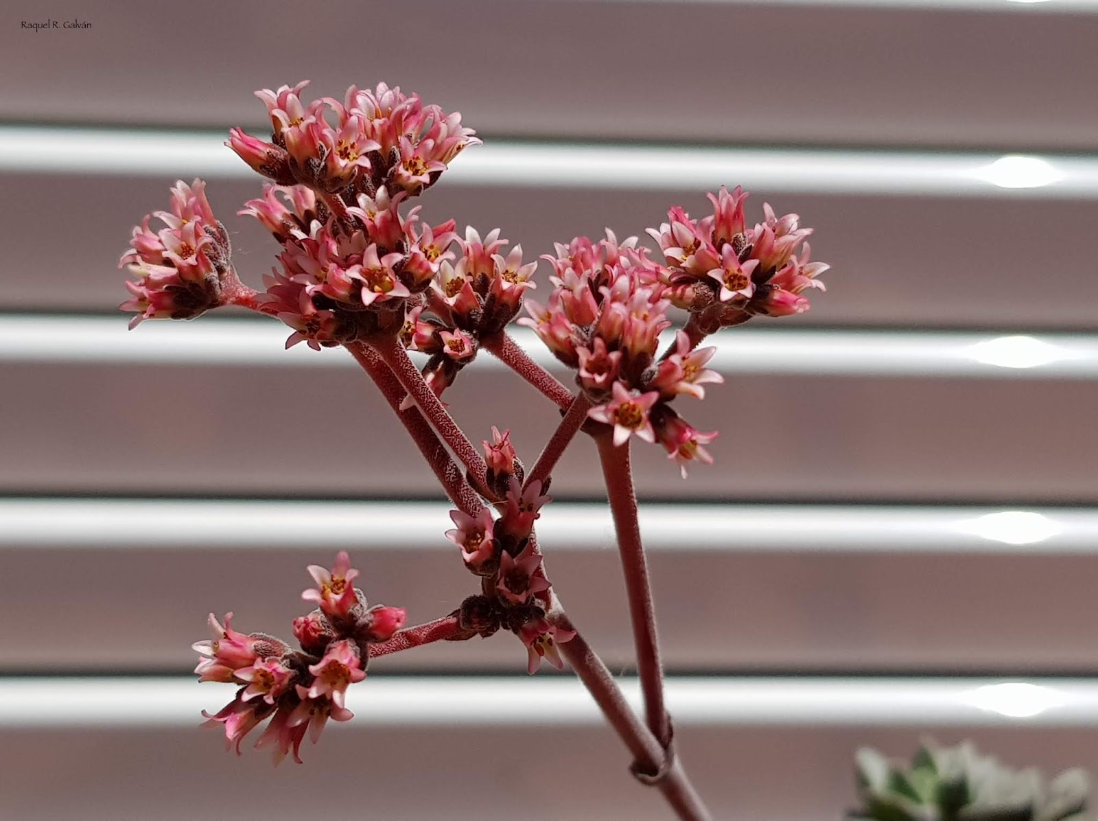 Crassula%2Bcoralita%2Bflor.jpg