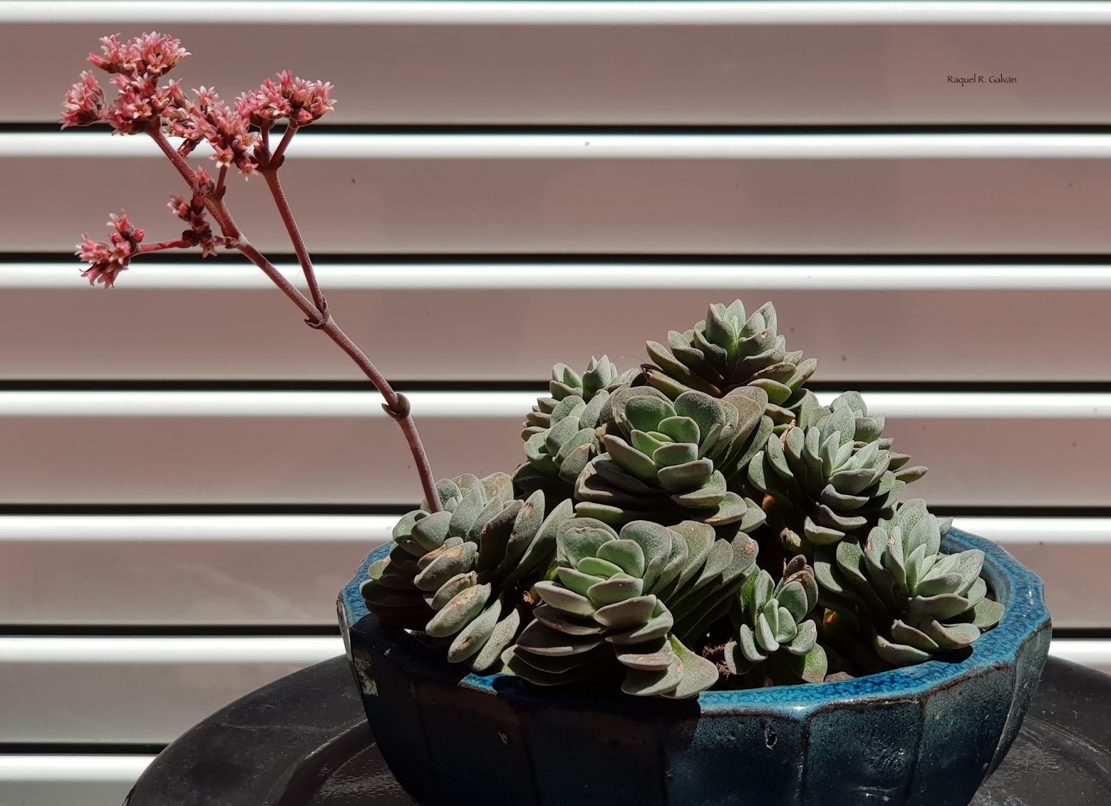 Crassula%2Bcoralita.jpg