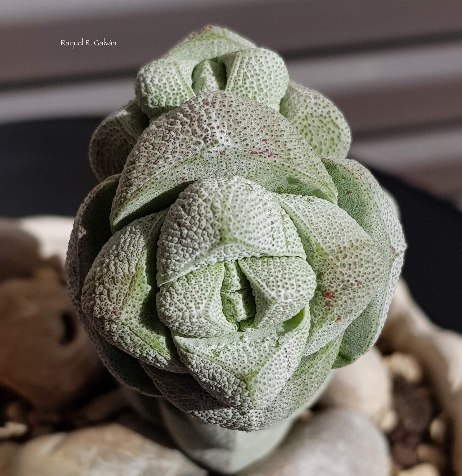 Crassula%2Bdeceptor%2B2%2Bcabezas%2Bsol.jpg