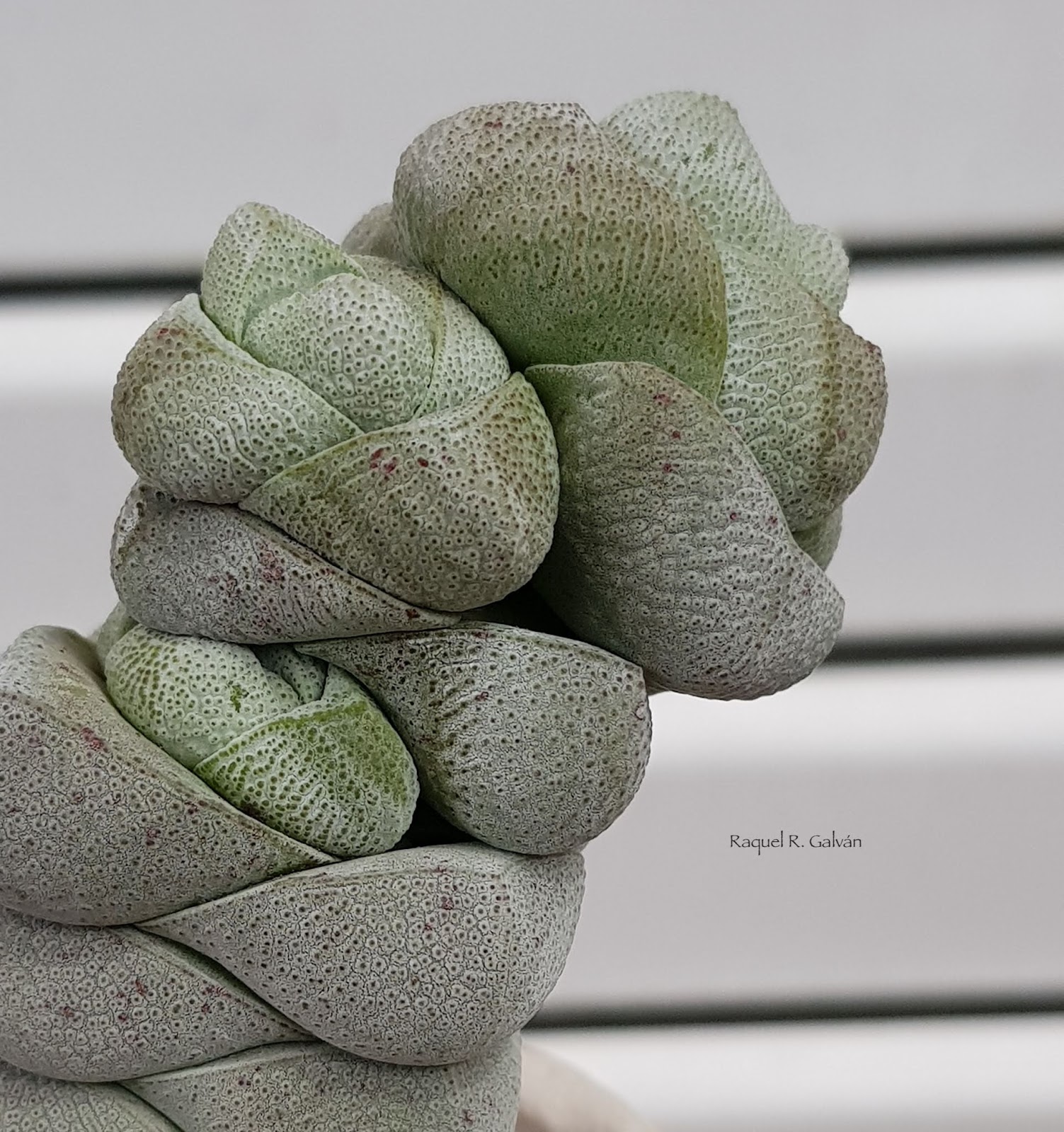 Crassula%2Bdeceptor%2B3%2Bcabezas.jpg