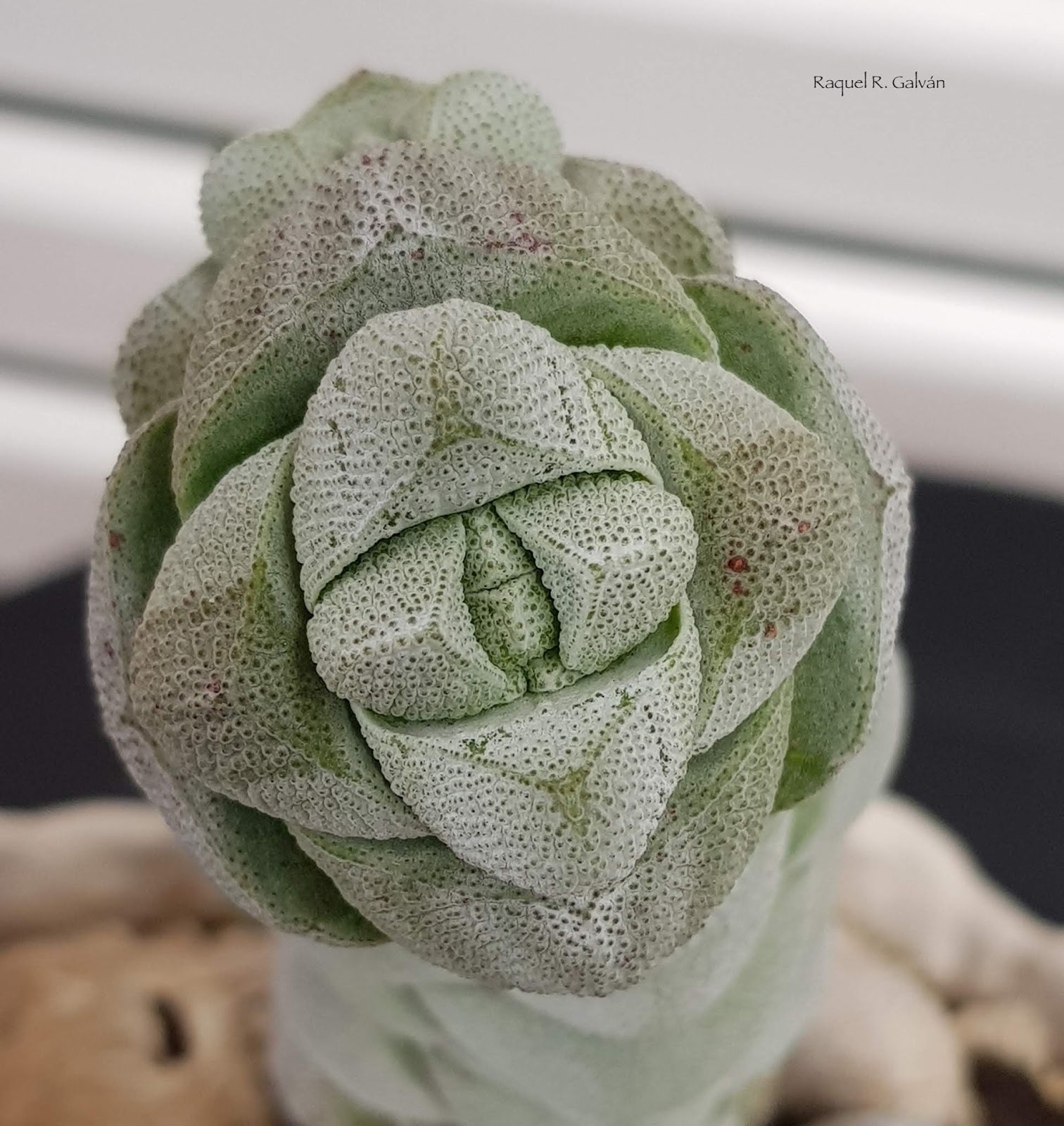 Crassula%2Bdeceptor%2Bdet2.jpg