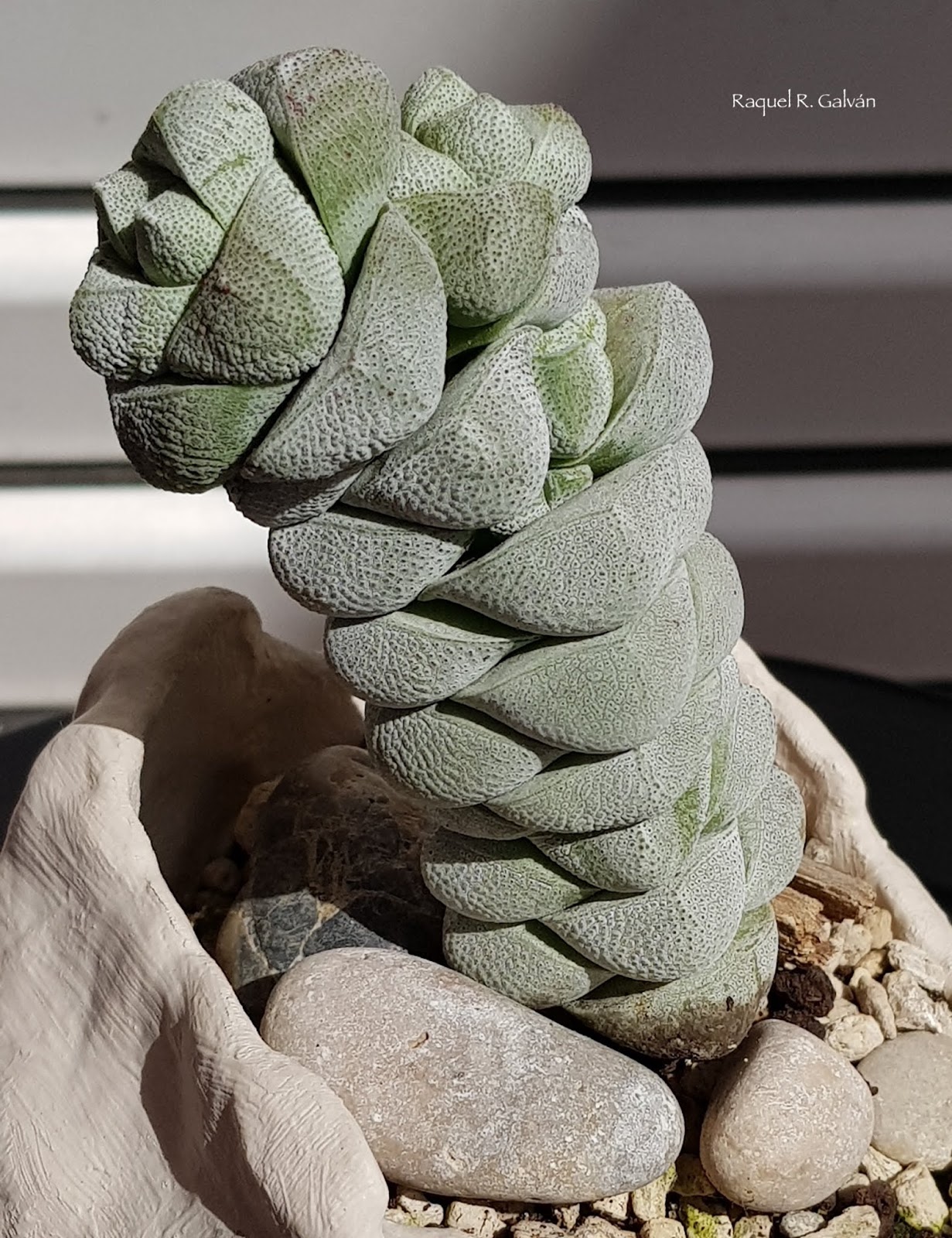 Crassula%2Bdeceptor%2Bsol%2Bladeada.jpg