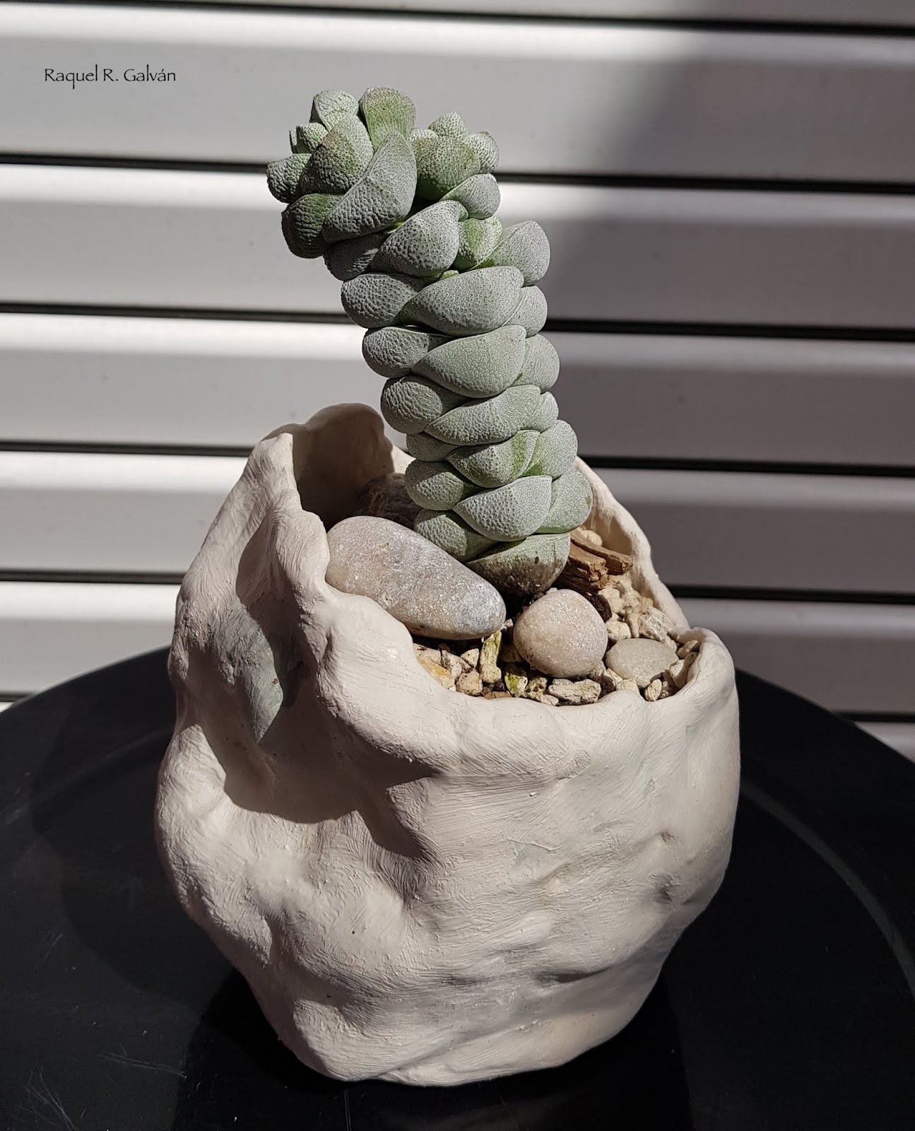 Crassula%2Bdeceptor.jpg