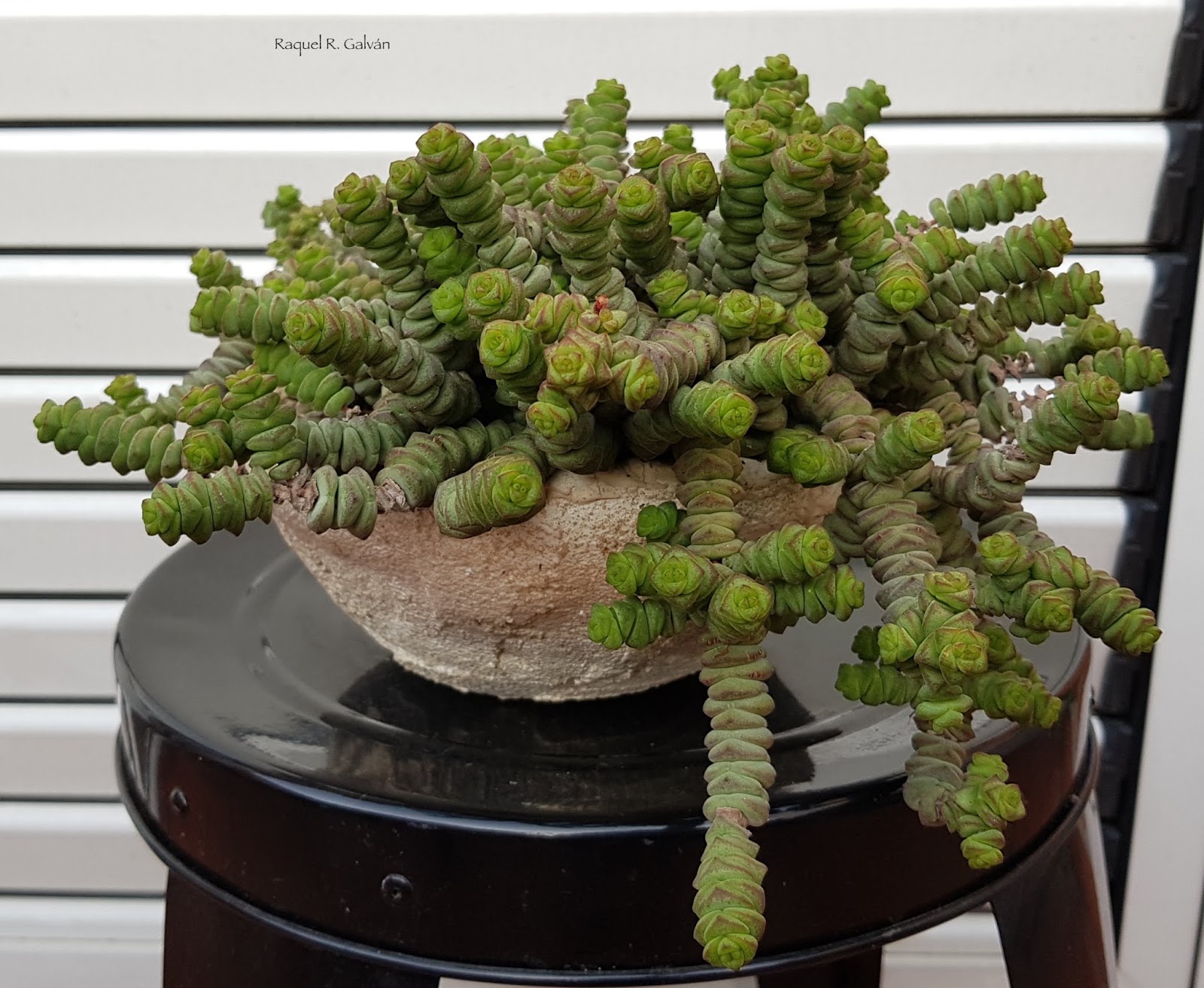 Crassula%2Bmarnieriana%2Bgeneral.jpg