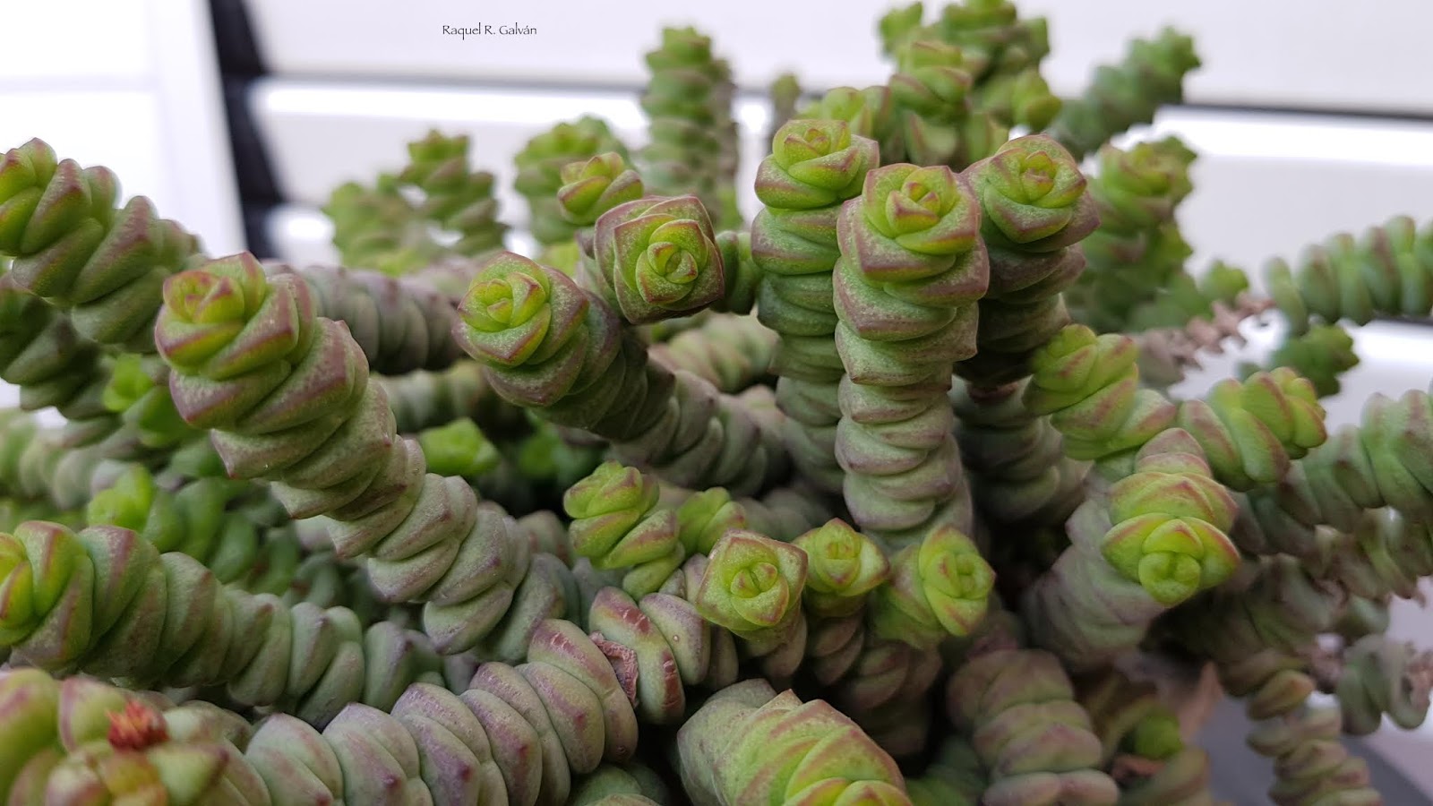 Crassula%2Bmarnieriana.jpg