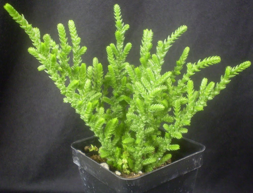 crassula%2Bmuscosa%2B%2528own%25293.jpg