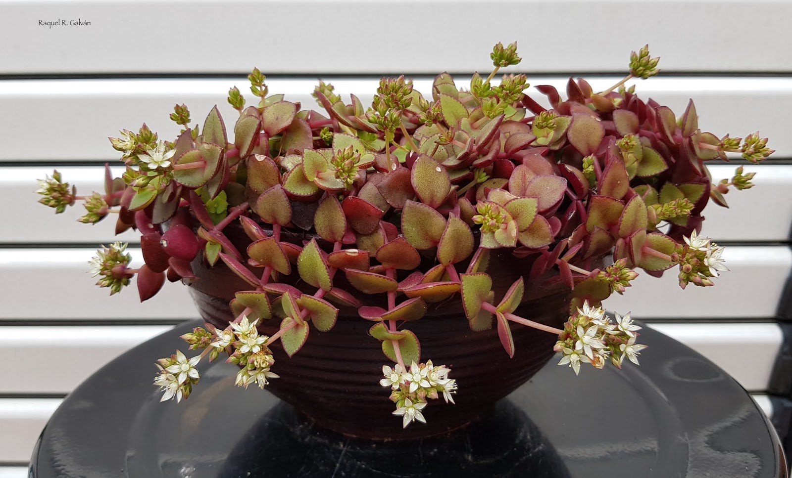 Crassula%2Bpellucida%2Bsubsp.%2Bmarginalis%2B%2527Variegata%2527%2B%2528Calico%2BKitten%25290.jpg
