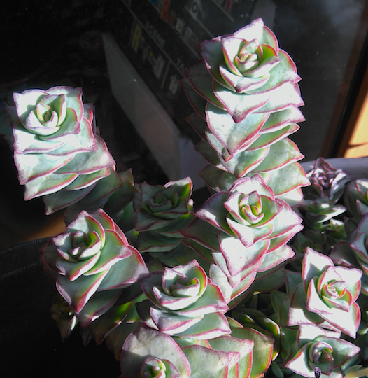 crassula%2Bperforata%2Bdetalle.png