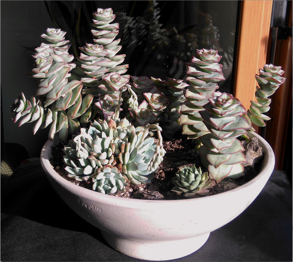 crassula%2Bperforata.jpg
