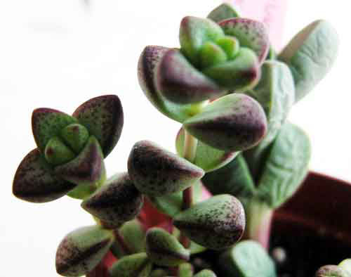 Crassula%7E0.jpg