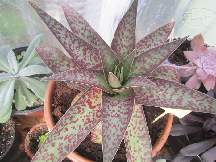 crassula+alba+24+marzo+2012.JPG