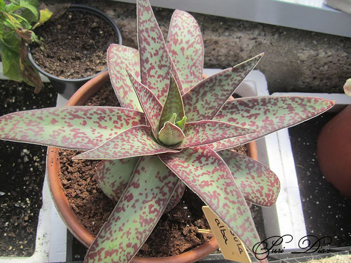 crassula+alba+abril+2012.jpg