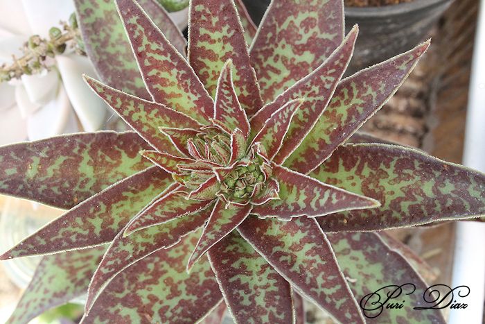 crassula+alba+canon+eos+1100d+24+junio+2012+(1).JPG
