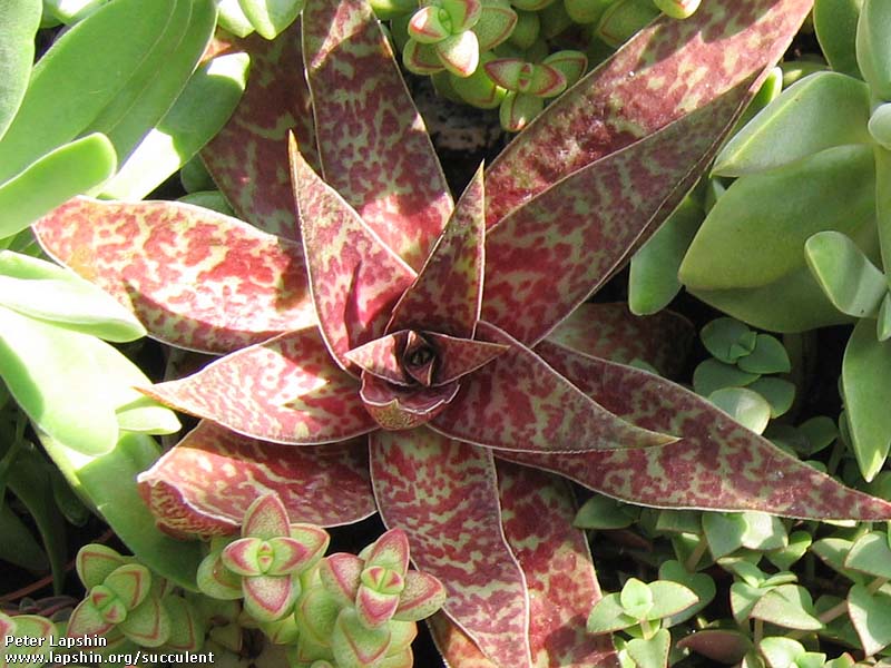 Crassula-alba-GP.jpg