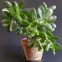 crassula-arborescens.jpg