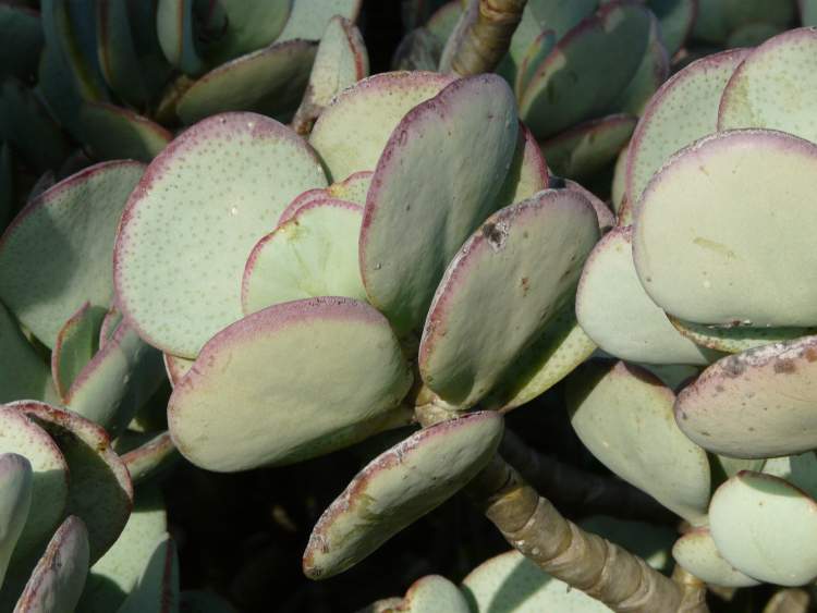 crassula-arborescens16406.jpg