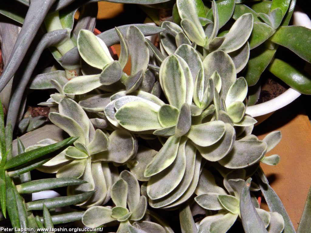 Crassula-atropurpurea-muirii-variegata8203-Lapshin2017.jpg