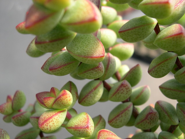 Crassula+brevifolia+5_jpg.JPG