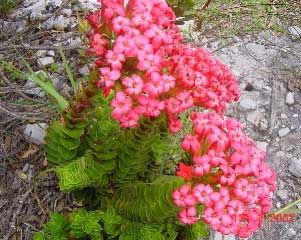 crassula-coccinea-3.jpg