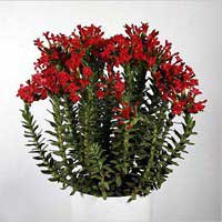 crassula-coccinea.jpg