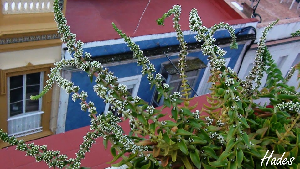 crassula+erosula.jpg
