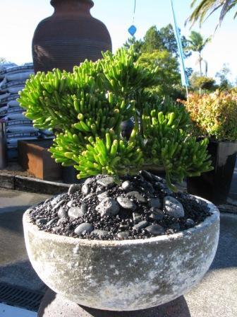Crassula-gollum-ocean-planting.JPG