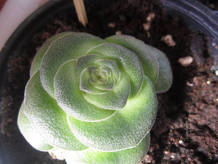 crassula+hemisferica+%25282%2529.jpg