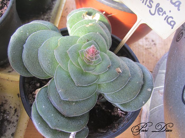 crassula+hemisferica.jpg