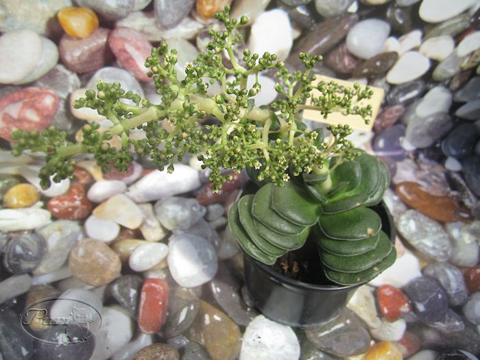 crassula+hemisphaerica.jpg