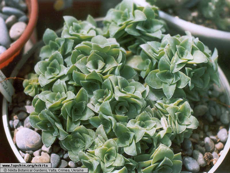 Crassula-intermedia-807-21-2003.jpg