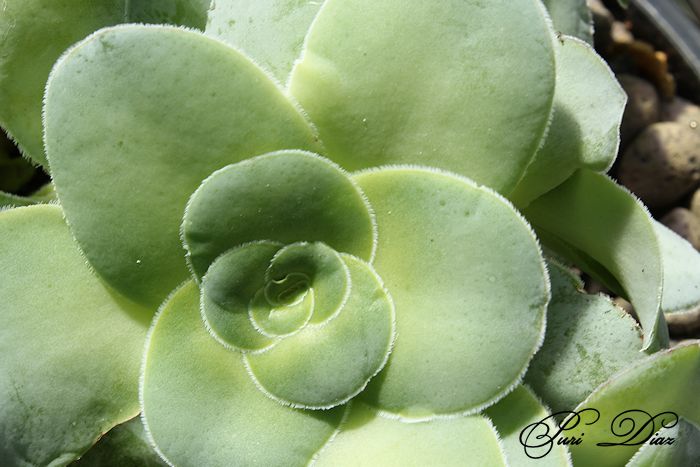 crassula+intermedia+canon+eos+1100d+24+junio+2012+(1).JPG