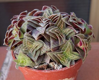 crassula.jpg