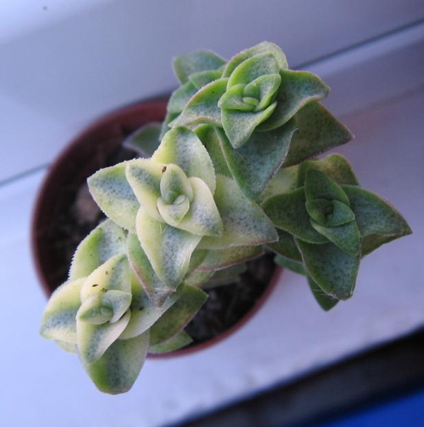 crassula.JPG