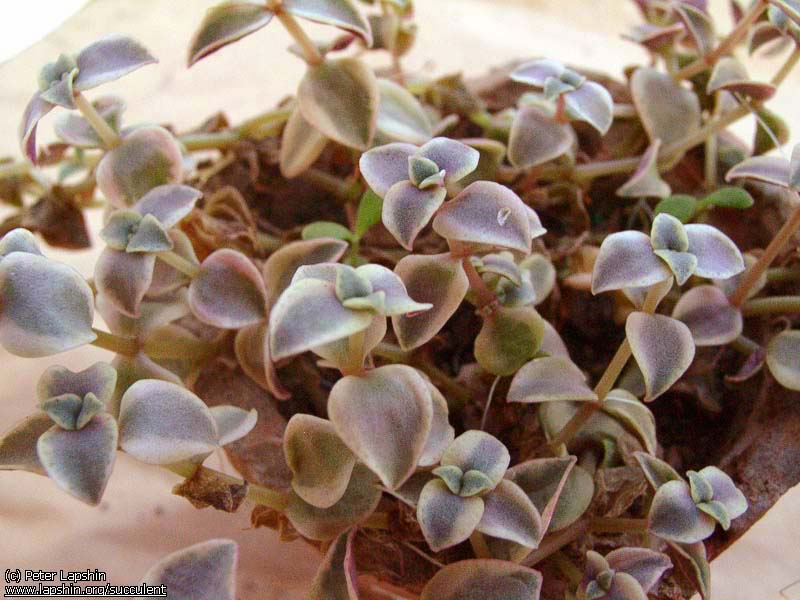 Crassula-marginalis-ssp.rubra-f.variegata-macro-VL.jpg