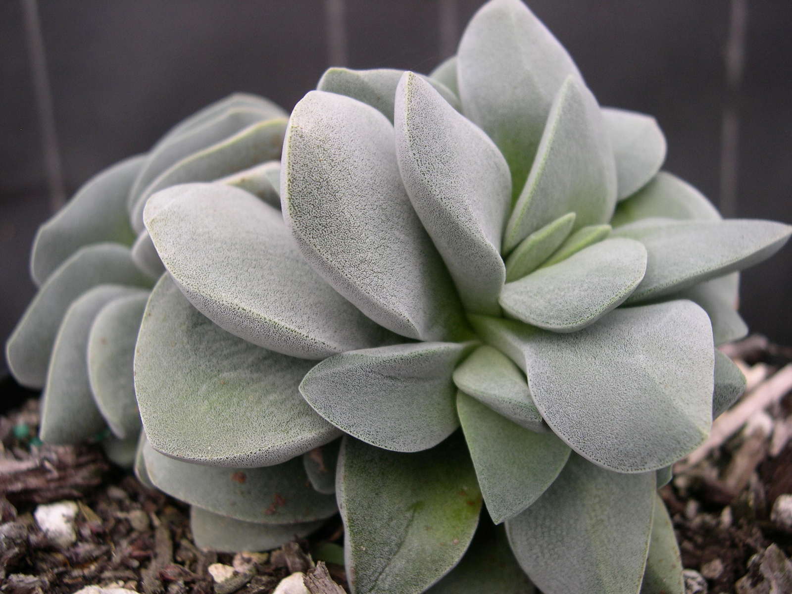 Crassula+Morgan_s+Beauty+_1_.jpg