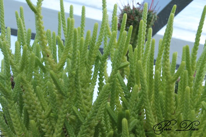 crassula+muscosa+canon+eos+1100d+21+junio+2012+(1).JPG
