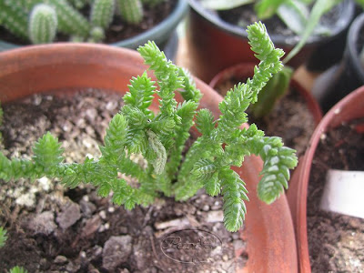 Crassula+muscosa.jpg