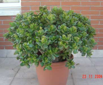 crassula-ovata-3.jpg