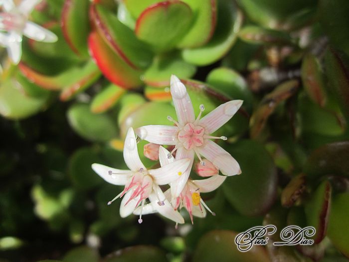 crassula+ovata+en+flor+2012+(1).jpg