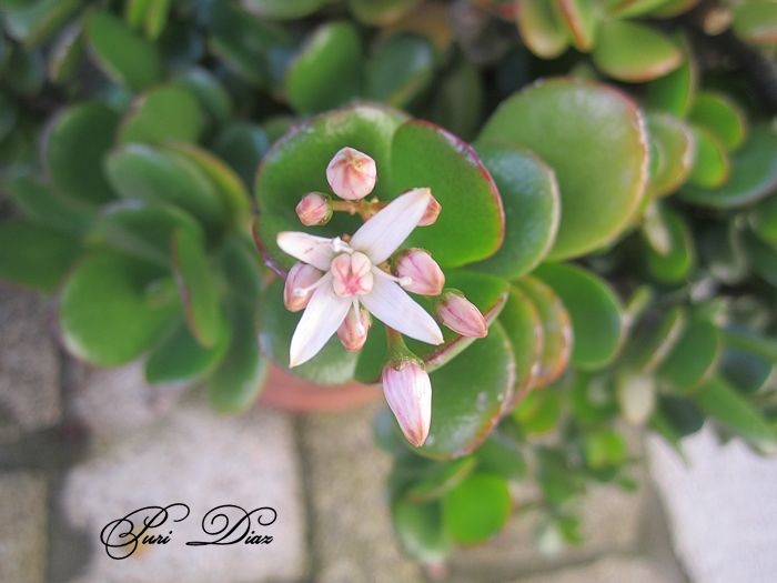 crassula+ovata+en+flor+2012+(2).jpg