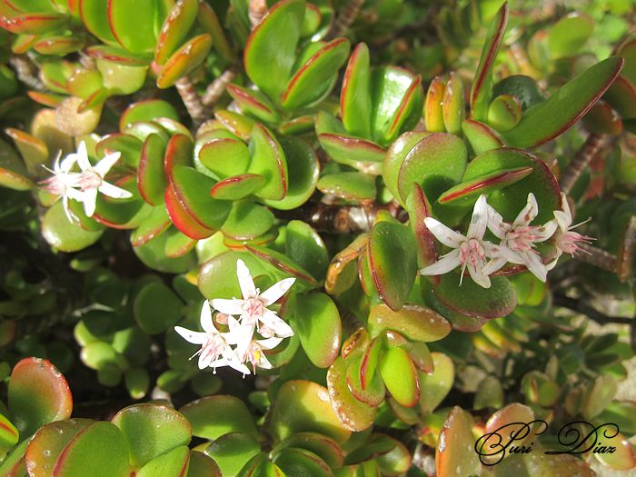 crassula+ovata+en+flor+2012.jpg