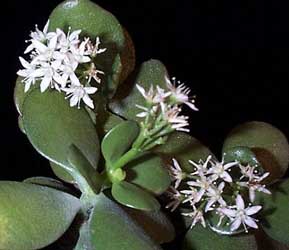 crassula-ovata.jpg