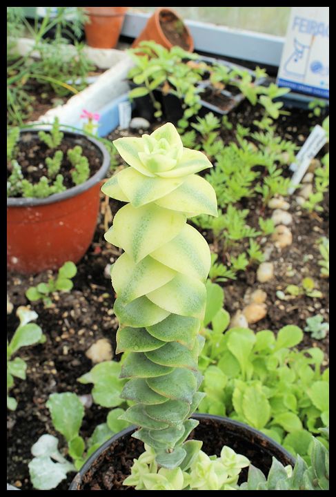 crassula+pellucida+desconocida+canon+eos+1100+d+21+mayo+2012+(2).JPG