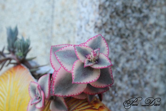 CRASSULA+PELLUCIDA+MARGINALIS+VARIEGADA+CANON+EOS+1100+D+28+MAYO+2012+(1).JPG
