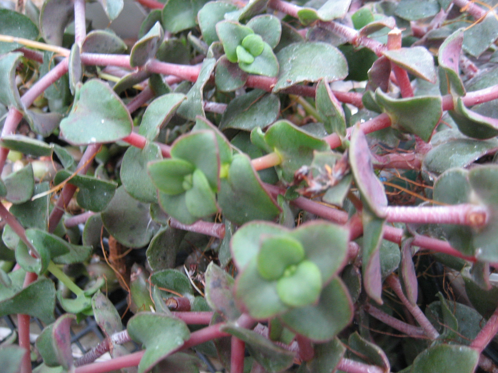 crassula-pellucida-purple-3.gif