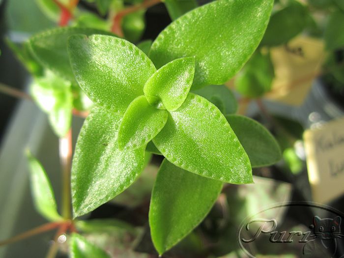 crassula+pellucida2.jpg
