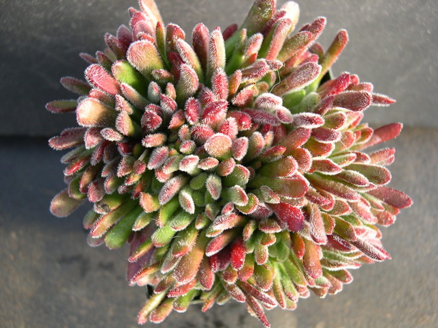 Crassula+pubescens+ssp+rattrayi+1_jpg.JPG