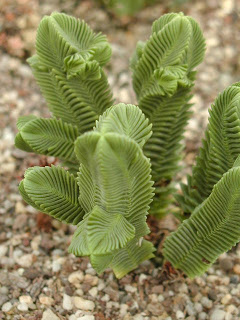 Crassula+pyramidalis+Giant+Form.jpg