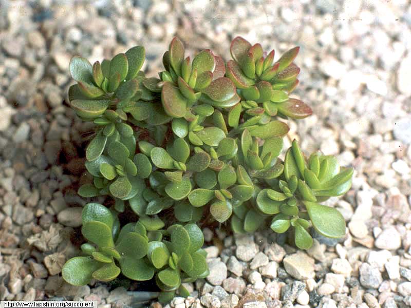 Crassula-radicans-1998.jpg